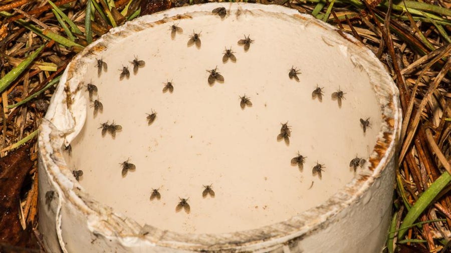 How To Get Rid Of Drain Flies
